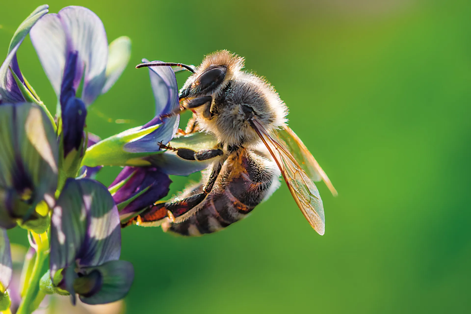 About Paseo del Norte Beekeepers Association