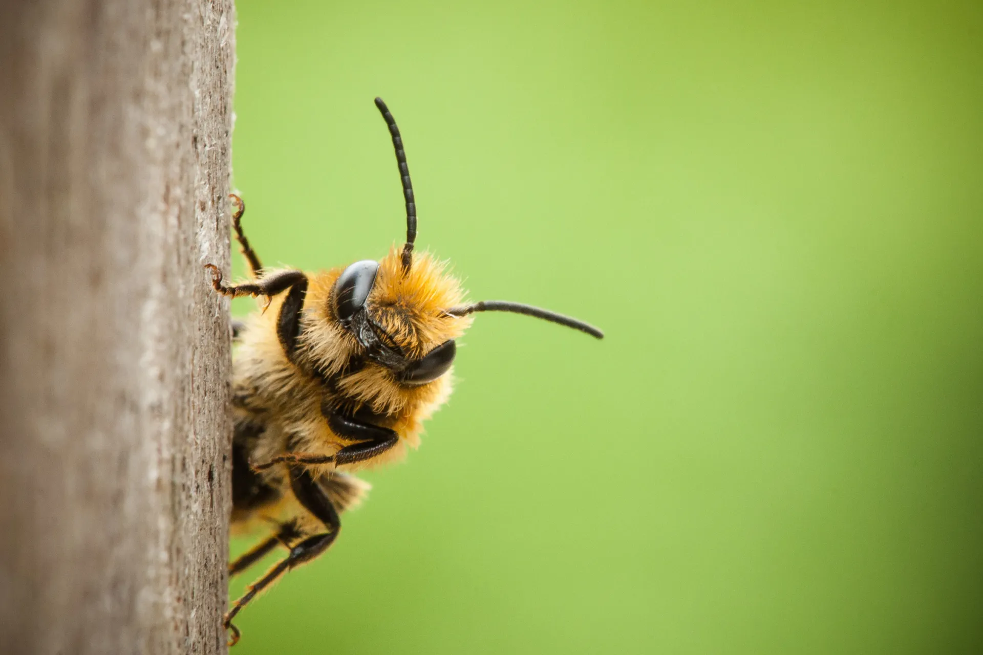 Honey Bee Reproduction