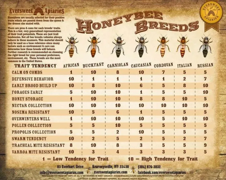 Honey Bee Species