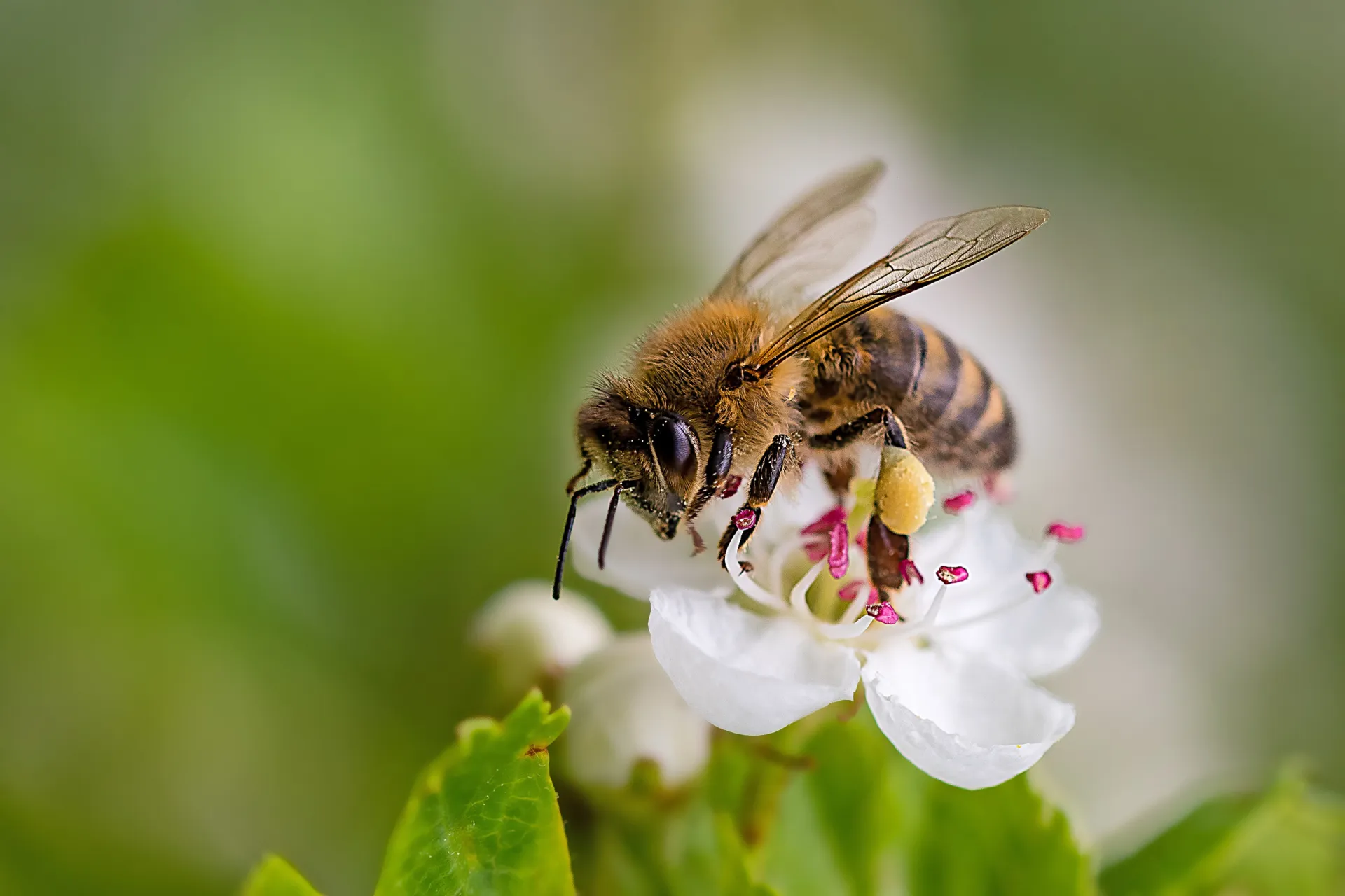 Native Bees
