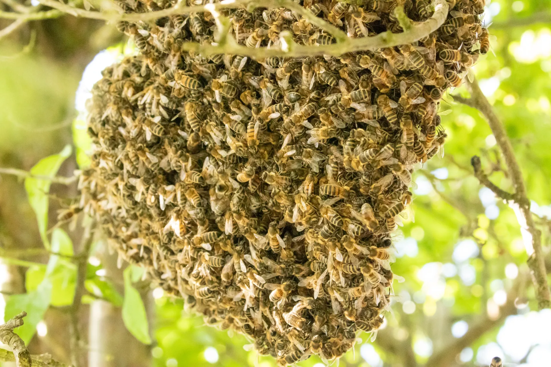We take care of bee nests